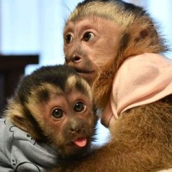 lovely capuchin monkeys