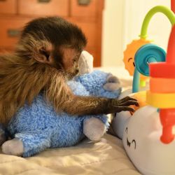 lovely capuchin monkey