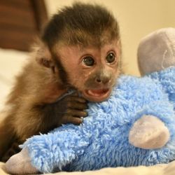 lovely capuchin monkey