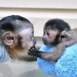 Male and Female Capuchin Monkeys