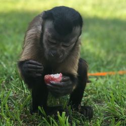 Exotic Capuchins monkey