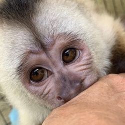 Tamed Marmoset Monkeys For Sale