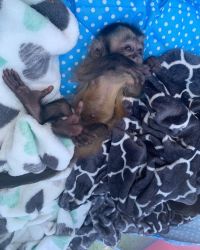Ada – Female Capuchin Monkey for Sale