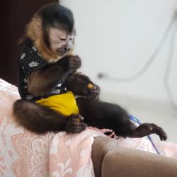 Madison – Female Capuchin Monkey for Sale