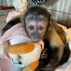 Puff – Male Capuchin Monkey for Sale
