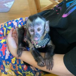Cruz – Male Capuchin Monkey for Sale