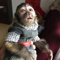 Ivan – Male Capuchin Monkey for Sale