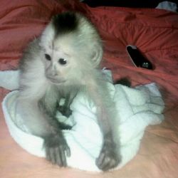 Jordan – Male Capuchin Monkey for Sale