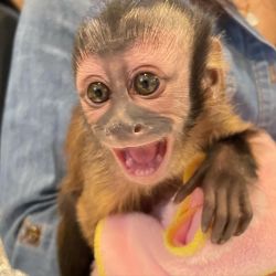 Kalea – Female Capuchin Monkey for Sale