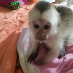 Paula – Female Capuchin Monkey for Sale