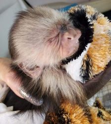 Capuchin monkey available for rehoming