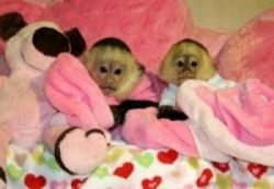 rehoming these cute capuchin monkeys