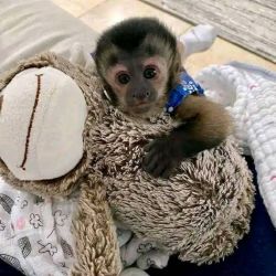 Capuchin monkeys seeking a true home