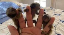 Intelligent Male and Female Marmoset Monkeys