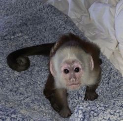 Male Capuchin Monkey For Sale