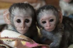 Cute Capuchin Baby Monkeys For Sale