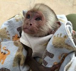 male and female capuchin available
