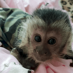 Best capuchin monkey for sale with baby-face pickup asap
