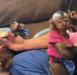Indoor outstanding baby capuchin monkey for sale