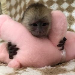Top hand raised baby capuchin monkey for sale drop numbers