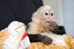 Specail potty trained top baby capuchin monkeys for sale
