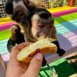 Diapered trained young baby capuchin monkeys for sale