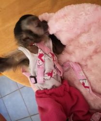 Precious top baby female capuchin monkeys for sale today