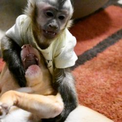 Ready for your family top baby capuchin monkeys for sale