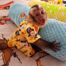 Young pet female baby capuchin monkeys for sale pickup asap