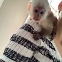 Smart healthy top baby capuchin monkeys for sale pickup asap
