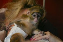 Few weeks old top pet capuchin monkeys for sale pickup asap