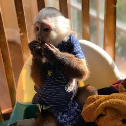 Young few weeks old top pet baby capuchin monkeys for sale