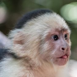 Young male and female best baby capuchin monkeys for sale