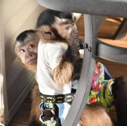Tamed trained top baby capuchin monkeys for sale pickup asap