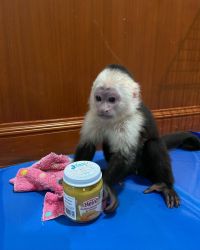 Young top baby capuchin monkeys for sale pickup in person