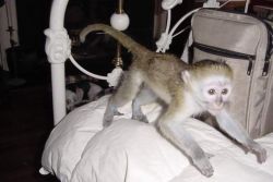 Socialized top baby capuchin monkeys for sale 10% off price