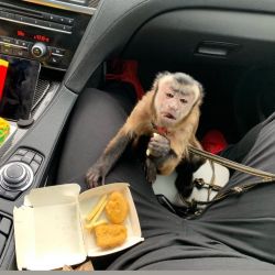 Best hand raise top pet baby capuchin monkeys for sale today