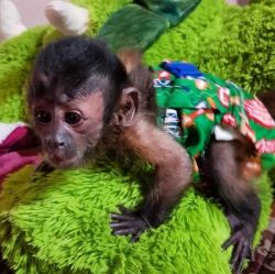 Kindly vet check top baby capuchin monkeys for sale locally