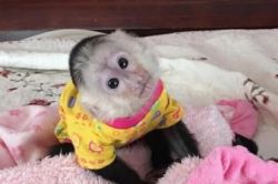 Gorgeous Male and Female Capuchin Monkey