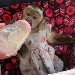 Best capuchin monkey for adoption with baby-face pickup asap