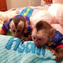 Charming female baby capuchin monkey for sale pay with cash