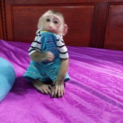 Available precious female baby capuchin monkey for sale