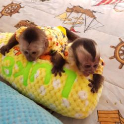 capuchine and Pygmy Marmoset Monkey Available