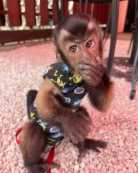 Obedient Capuchin monkeys for adoption