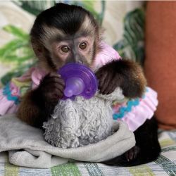Vet raised top capuchin monkey for sale pay locally