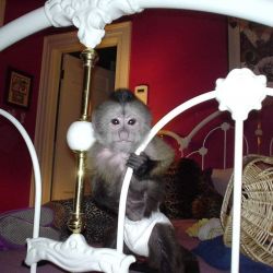 Young male and female baby capuchin monkey for sale