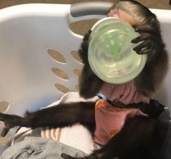 Pay with cash wonderful capuchin monkey for sale pay locally