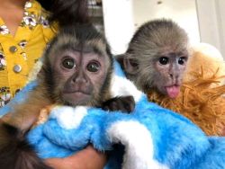Diaper train baby capuchin monkey for sale pay with cash