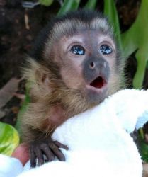 Sweat diapered trained capuchin monkey for sale