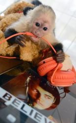 Indoor top baby capuchin monkey for sale pay in person